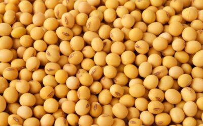 Soybeans sink as U.S. weather seen improving, reversing recent rally