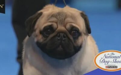 Vito the Pug Wins National Dog Show, First Ever