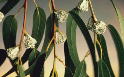 How Invasive Plants Are Fueling California’s Wildfire Crisis