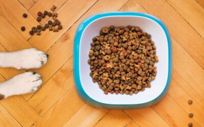 Top Dog Foods for Allergy Relief