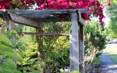 Beginner Backyard DIY Projects