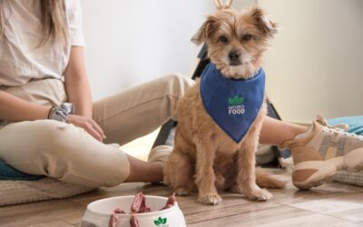Top Dog Foods for Sensitive Stomachs