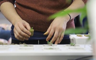 Urban Jungle Harvest: Grow Organic Veggies in Small Spaces