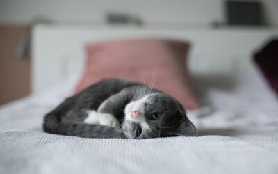 Pet-Safe Eco Cleaners for Home: Protect Your Pets & Planet