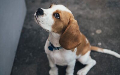 Pet-Safe Eco Cleaners for Home