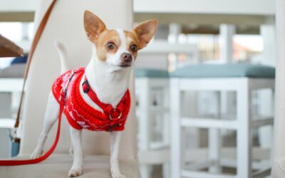 Pet-Safe Eco Cleaners for Healthy Homes