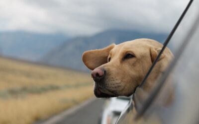 Pet-Safe Eco Cleaning Made Simple