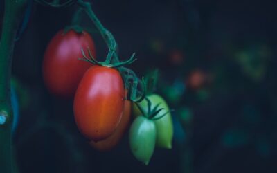 Grow Organic Veggies in Tiny Apartments